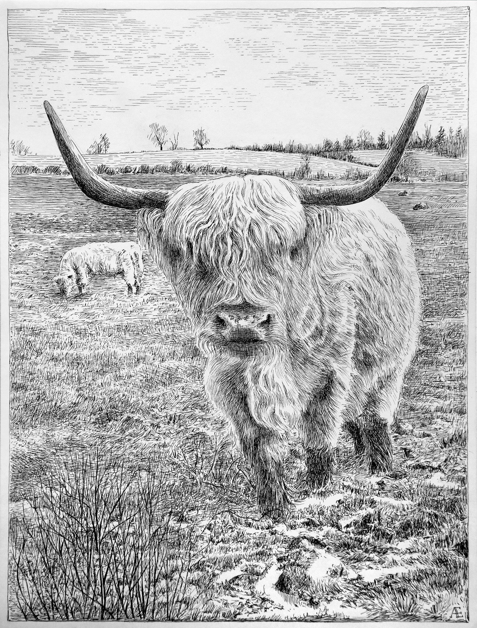 Highland Cow orders pen ink drawing