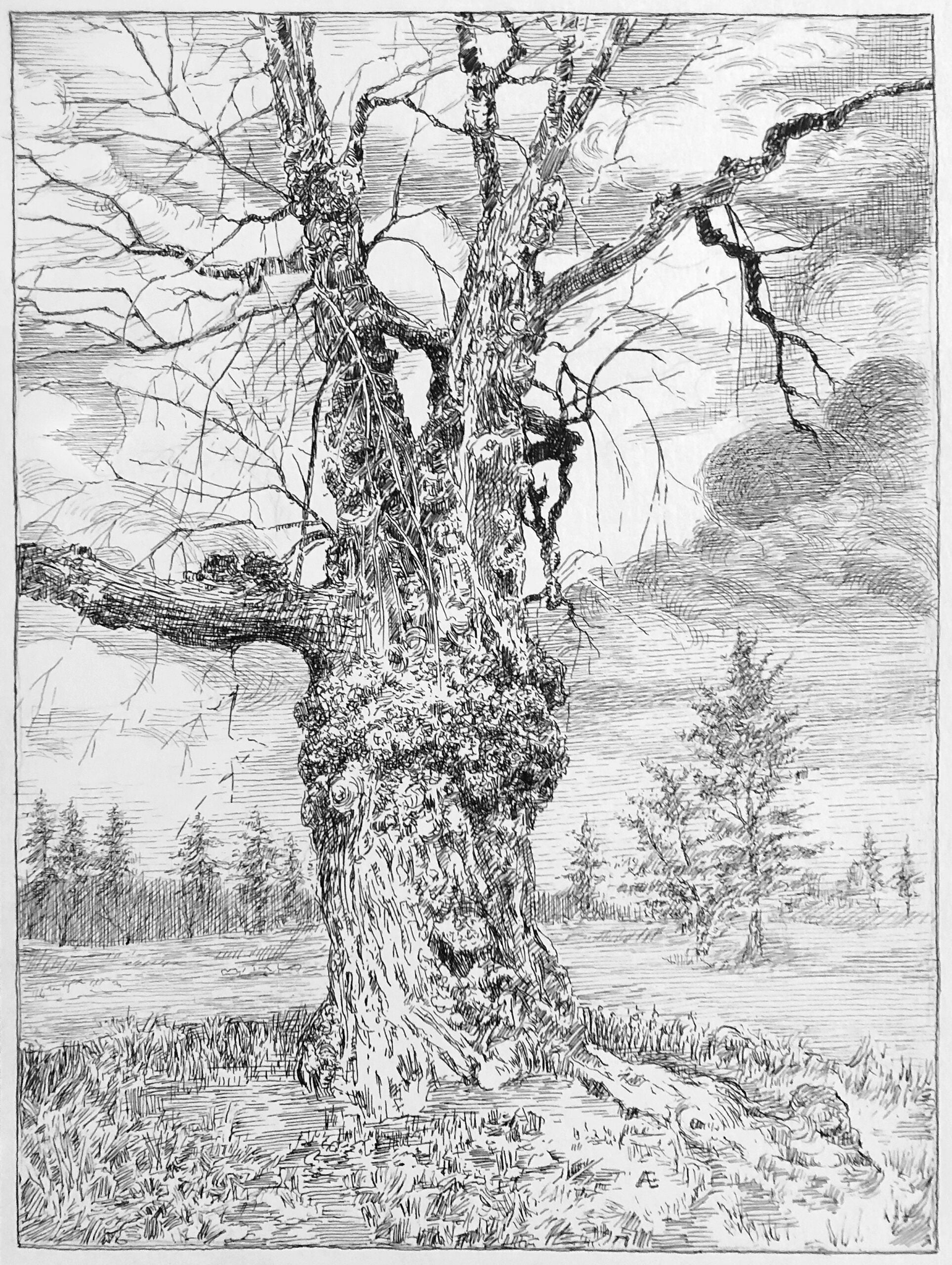 Black Pen Tree Drawing Tree Study #1