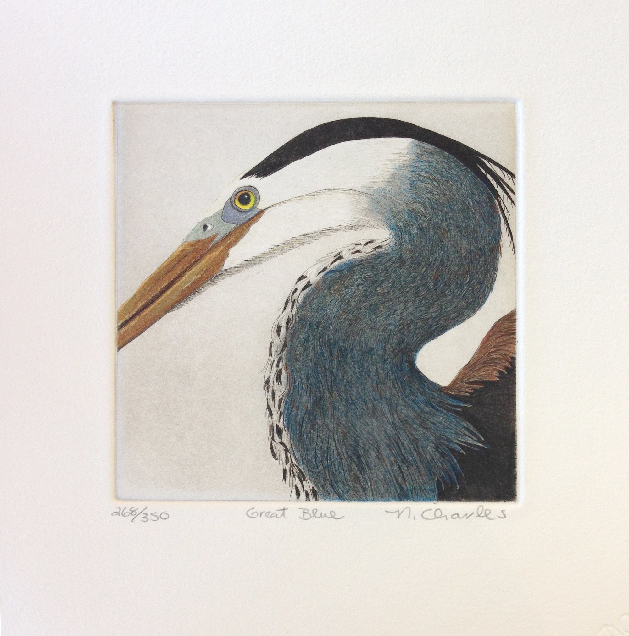 Great Blue