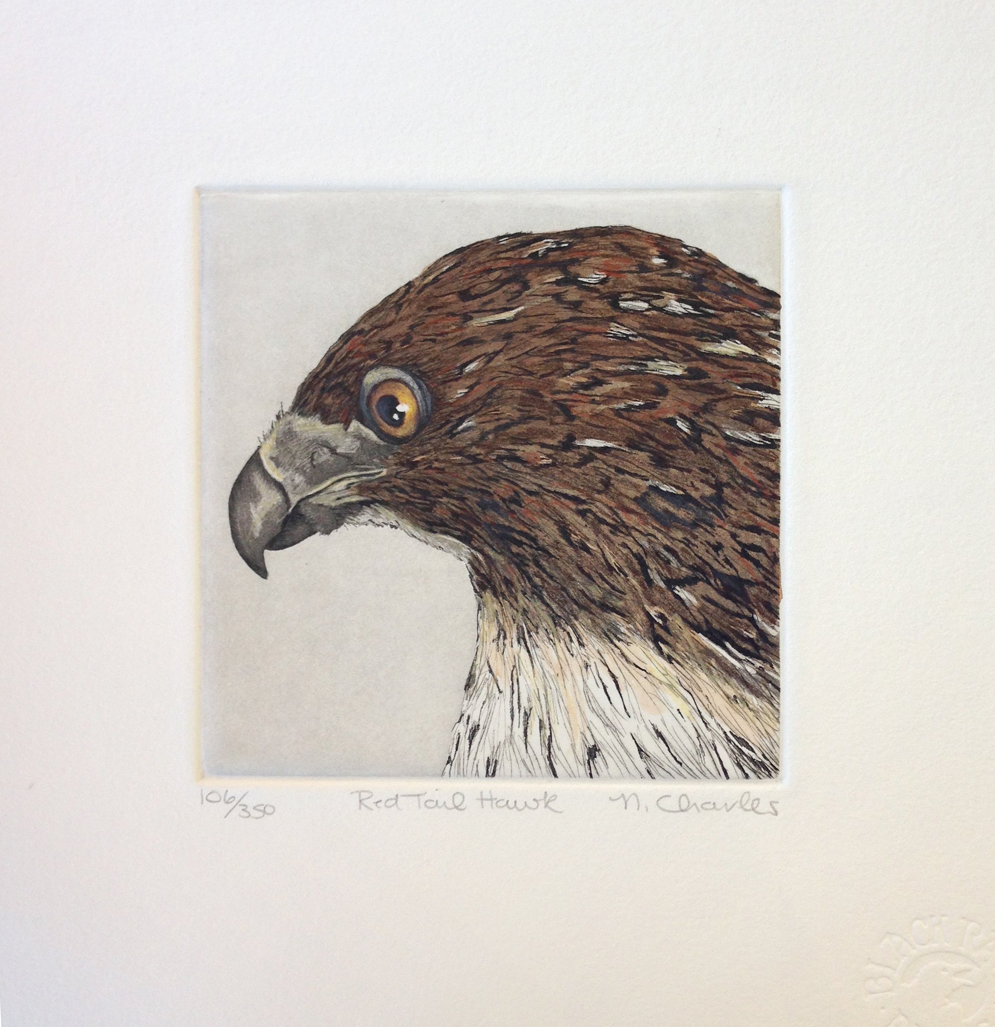 Red Tail Hawk