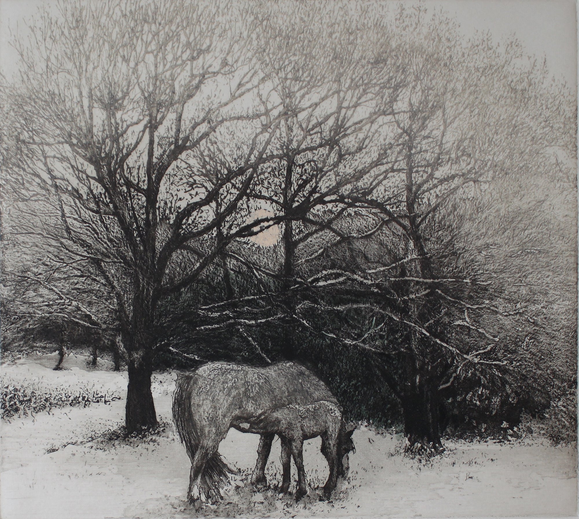 Black and white etching of horse and foal.
